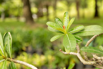 green leaf