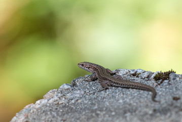 Viviparous lizard, Zootoca vivipara, resting on a rock
