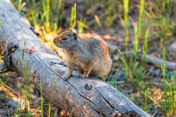 Ground Squirrel on a Log #2