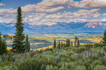 Foreground Wyoming Wildflowers and Sawtooth Mountains