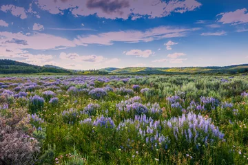 Fotobehang Lavendel Blauwe bloemen en salie onder Wyoming Range, Wind River Mountains.