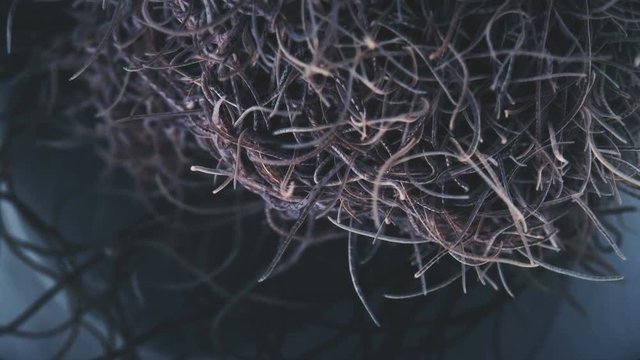 larvae as a single body squirm and react to the environment
