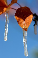 The first freeze of the season catches autumn leaves by surprise... leaving them draped with...