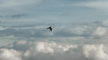 Eine Möwe fliegt vor blauem himmel mit wolken