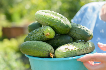 Female hands hold ripe green cucumbers.