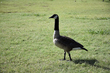 Canadian Honker