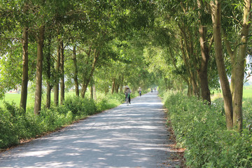 Asian woman riding a bicycle on the road