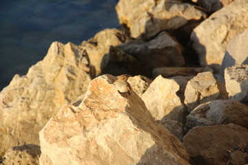 Bird on stone at the lake