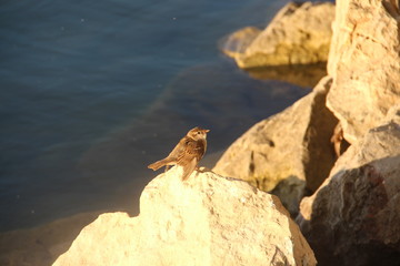 Bird on stone at the lake