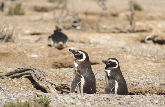 Pinguino de Magallanes, costa  Atlantica Argentina