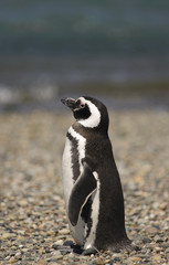 Fototapeta premium Pinguino de Magallanes, costa Atlantica Argentina