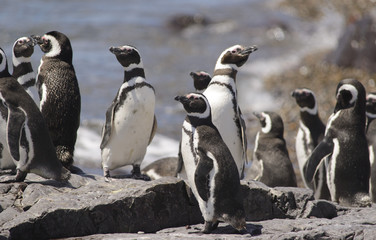Fototapeta premium Pinguino de Magallanes, costa Atlantica Argentina