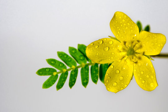 Fototapeta Yellow flower of small caltrops weed, isolated flower on gray background
