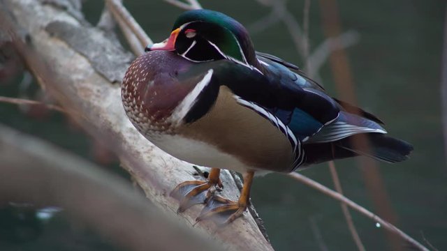 Duck Resting on Tree