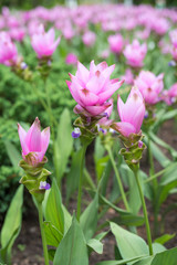 Fototapeta premium Siam Tulip blooming in the garden