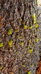 Bark Texture