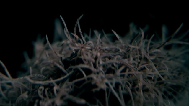 larvae as a single body squirm and react to the environment