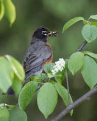 American Robin Carrying Food for it's Young
