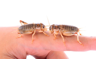 Gryllidae isolated on white background