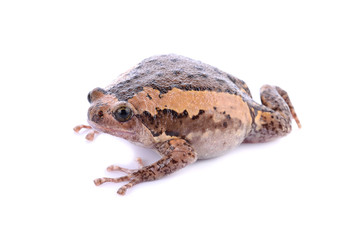 Fototapeta premium Bullfrog isolated on white background.