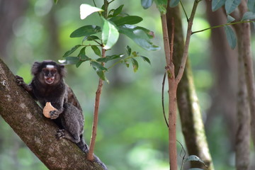 Bolacha do Sagui
