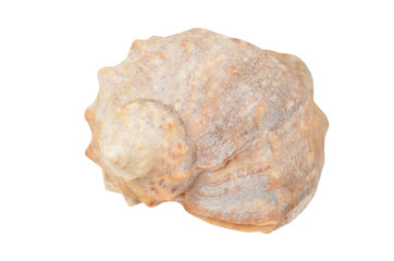 Cockleshell of the Black Sea Rapana venosa (thomassiana)