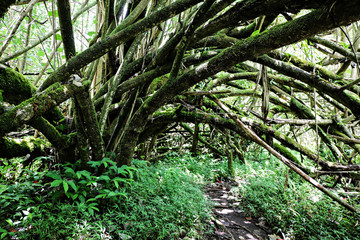 kauai trail