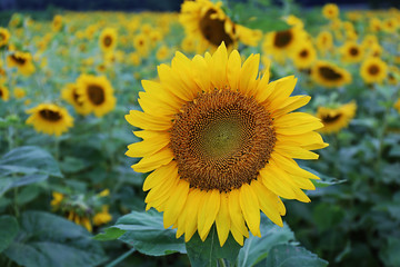 Obraz premium sunflower1