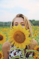 sunflowers5