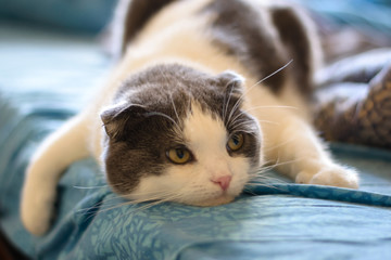 A tired funny cat lies on the belly of the bed