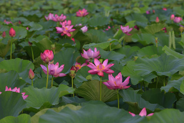 lotus
