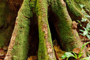 Buttress tree roots in rainforest