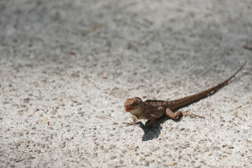 lizard tales