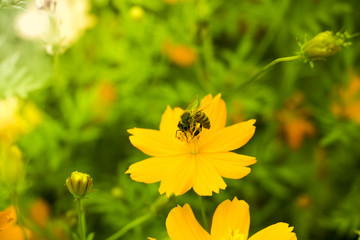 Insect on natural flower garden on holiday