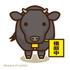 横断する牛 黒毛和牛