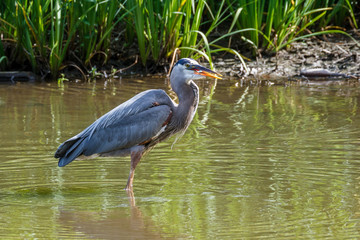 Great Blue Heron catching fish in the lake