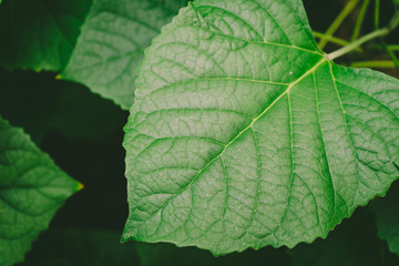 Creative green leaves background.