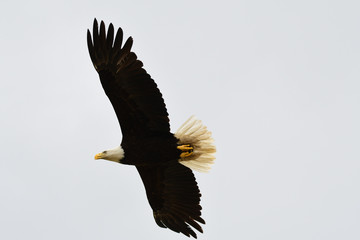 Obraz premium Bald Eagle