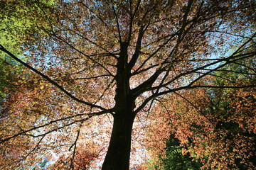Baum im Sonnenlicht 