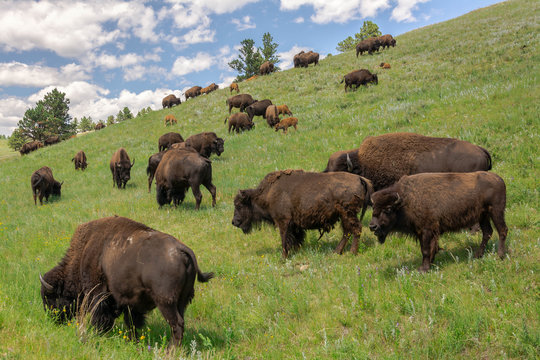 Custer State Park South Dakota