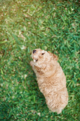 Brown poodle puppy on grass
