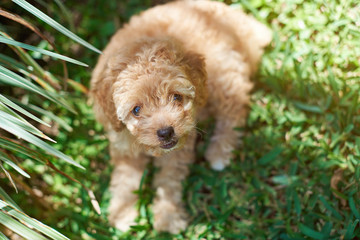 Cute brown poodle puppy
