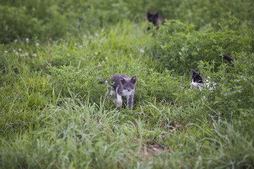 Feral kittens in a field in rural Indiana