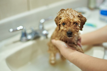Washing dog salon