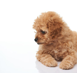 Golden color poodle puppy