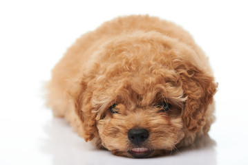 Adorable small puppy