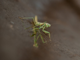Praying Mantis reflection