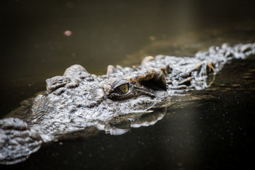 Crocodile floating in the water.