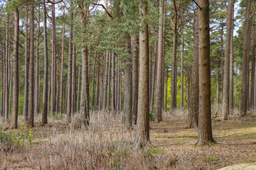 Woods with young trees of pine and birch in Autumn.