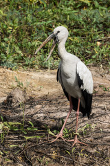 Open-billed stork, Asian openbill on the ground.